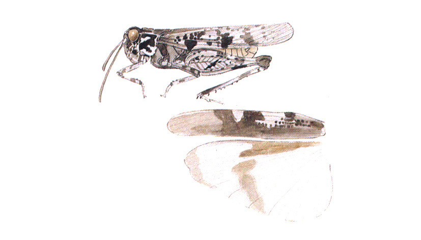 Microtes occidentalis (Bruner, 1893): (Otu).