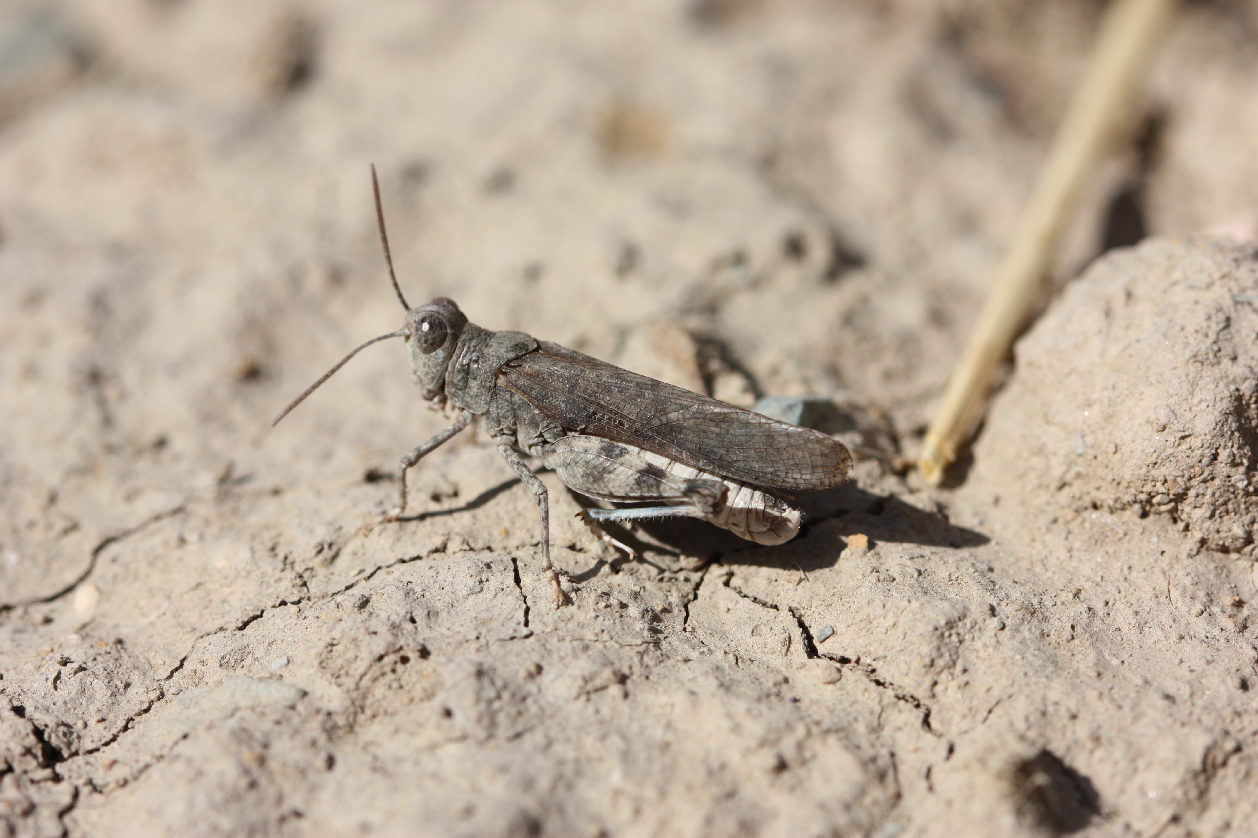 CollectionObject 1581210; 52743d48-f8d6-4b9a-8465-747ae52de967: male (Iran, 2014). (CollectionObject).