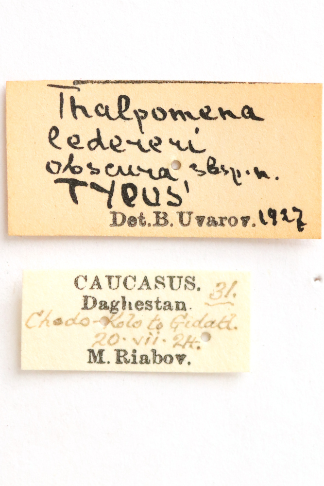 CollectionObject 1591835; 4c13ce65-91ac-4757-aca4-e54d6fa84ed7: labels (holotype). (CollectionObject).