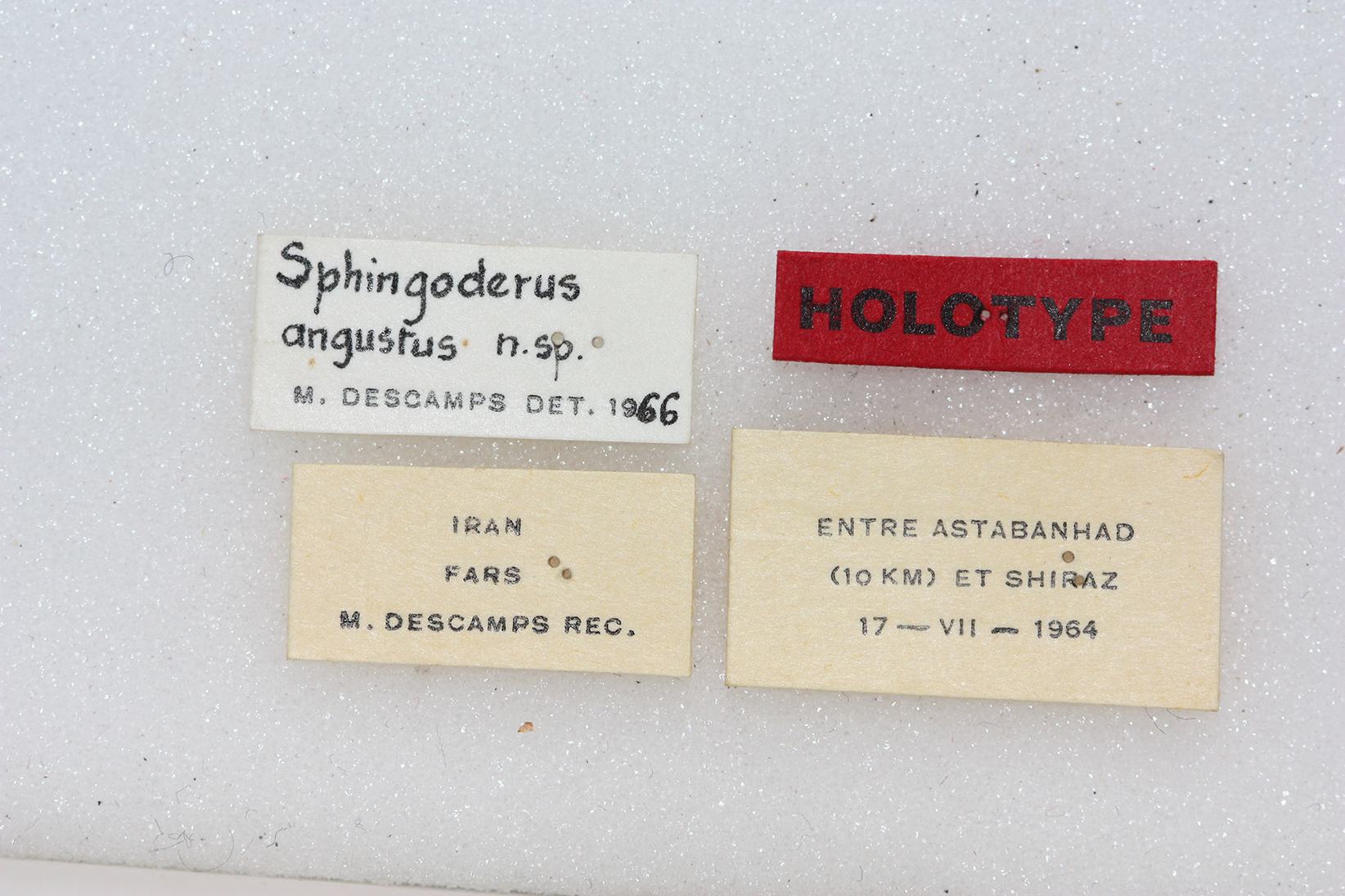 CollectionObject 1541135; e9657775-8642-4b57-9ecb-6a2023243e23: female, labels (holotype). (CollectionObject).