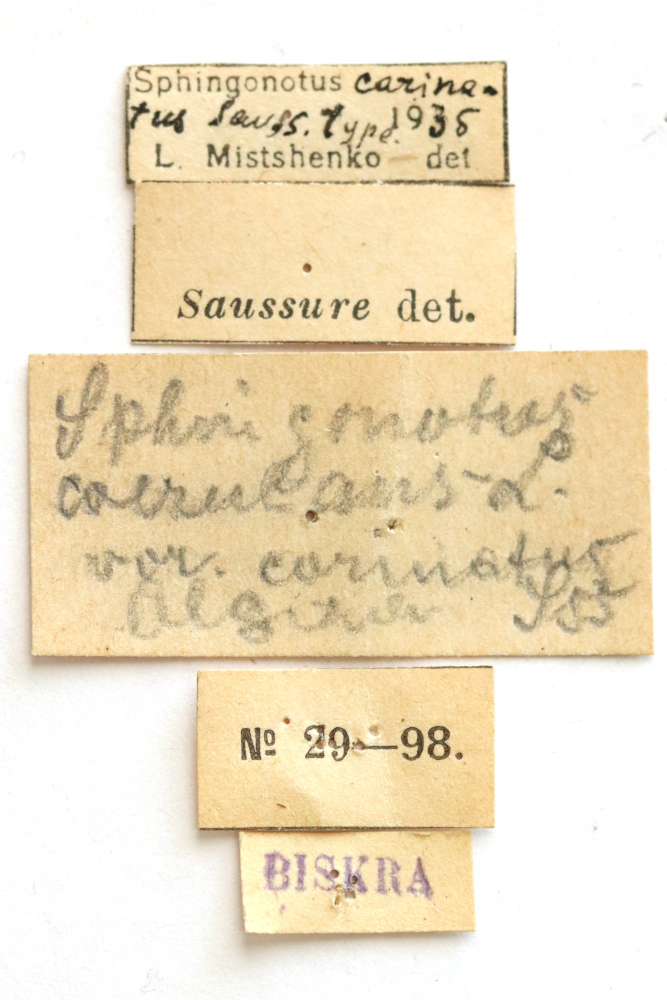 CollectionObject 1528928; 992a7dce-e861-4990-a851-5c846478cd51: labels (holotype). (CollectionObject).