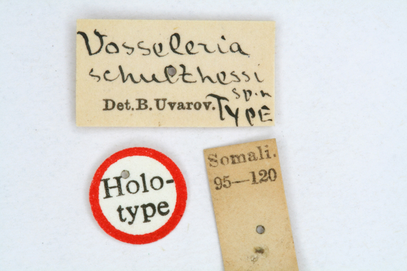 CollectionObject 1519530; ba0b42e8-4195-48d0-918b-061c36eaf010: labels (holotype). (CollectionObject).