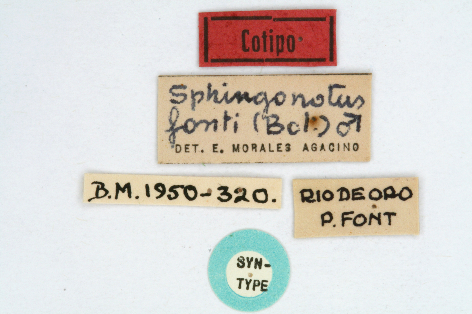 CollectionObject 1581059; 9d1626be-ac04-46cf-baac-f6916b56c8a8: labels (syntype). (CollectionObject).
