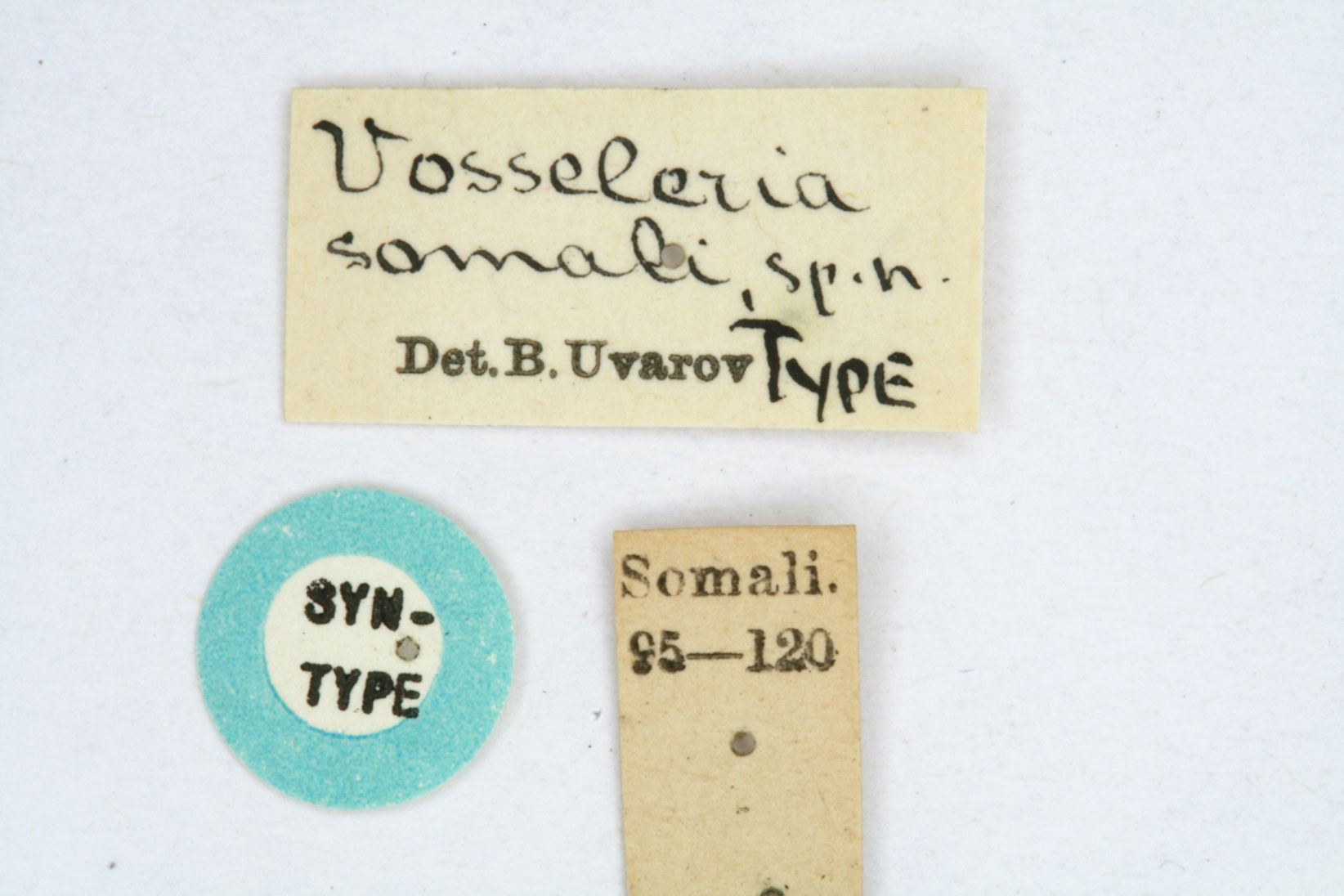 CollectionObject 1581062; a28a613c-591e-4c6f-81ea-a6e6b376ced0: labels (syntype). (CollectionObject).