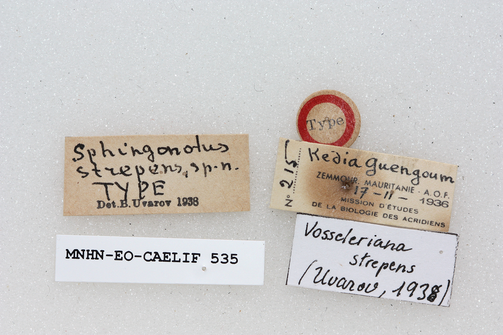 CollectionObject 1541147; e0c03040-39f8-4631-8319-8cf3605ba191: labels (holotype). (CollectionObject).