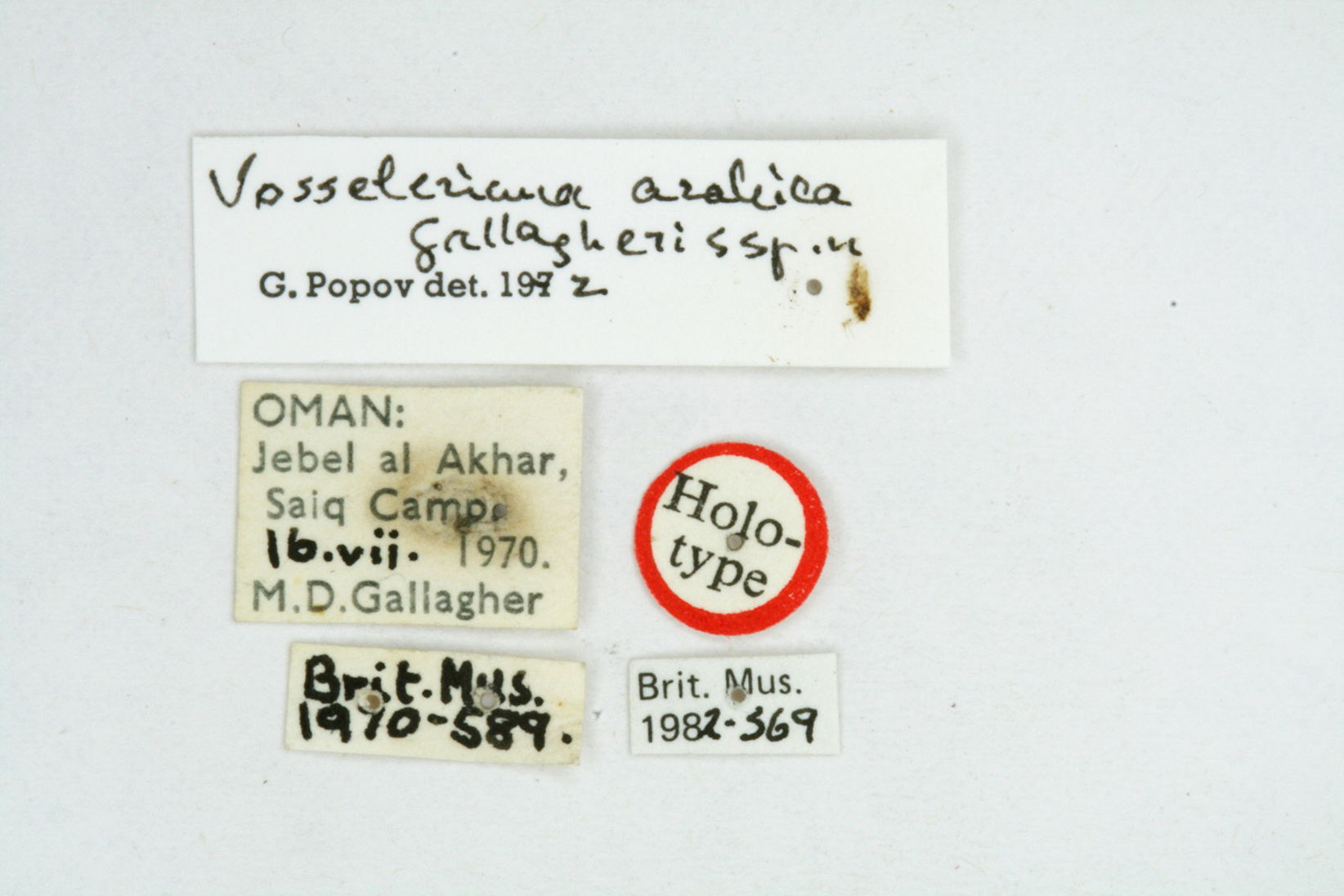 CollectionObject 1581058; 38c4fa7a-fa73-484e-b9d5-2a47ff753d32: labels (holotype). (CollectionObject).