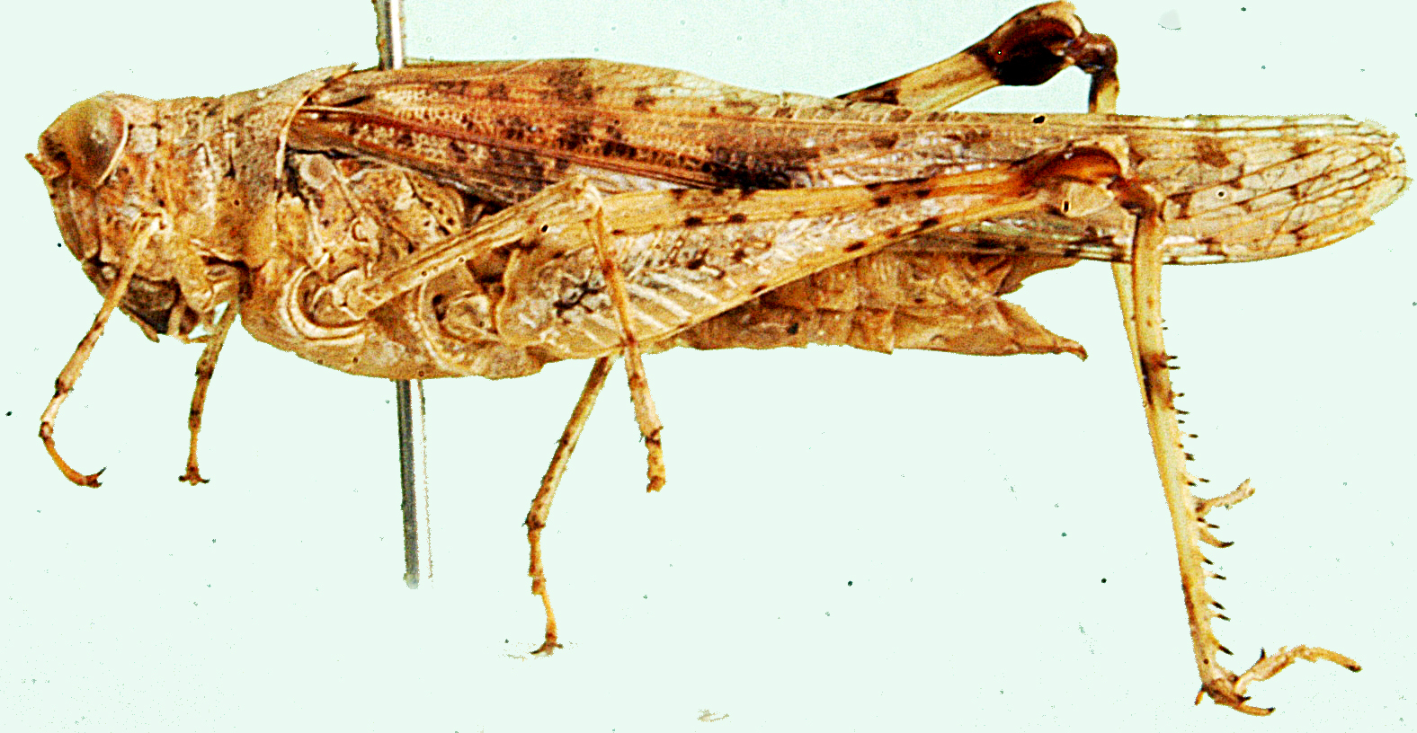 Conipoda pallida (Walker, 1870): female, lateral view. (Otu).
