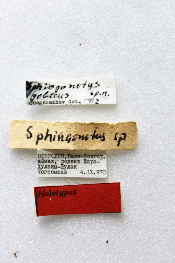 CollectionObject 1581375; c8139e93-83e1-4999-924e-fa48919b2acf: labels (holotype). (CollectionObject).