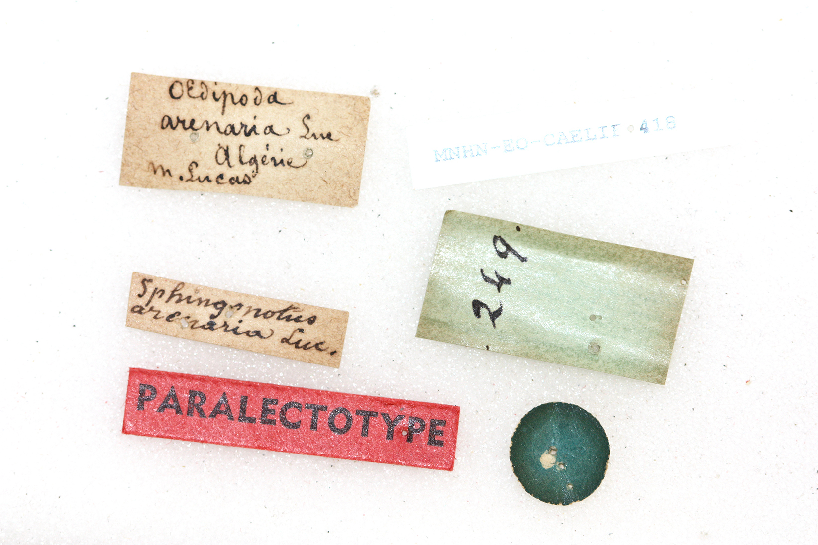 CollectionObject 1540897; caae493c-600f-45a7-b5d7-d93702b37d22: labels (paralectotype). (CollectionObject).;CollectionObject 1540898; 58680e36-f5f8-4e68-bdac-b4048dd4fa25: labels (paralectotype). (CollectionObject).