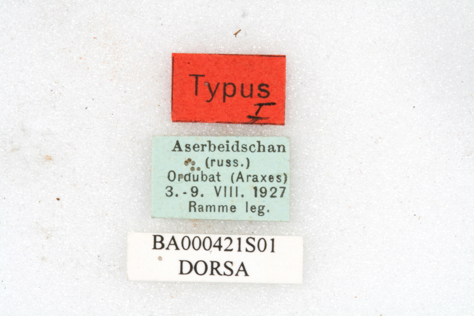CollectionObject 1501136; 0f43146f-0839-4849-aa4d-8b7ee3a09f0f: labels (syntype). (CollectionObject).