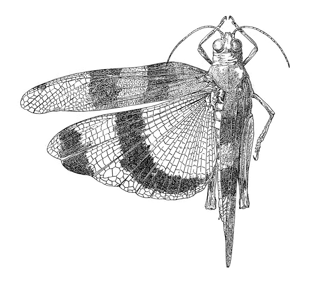 Sphingonotus (Sphingonotus) octofasciatus (Serville, 1838): Fig. 495. female, dorsal view. (Otu).