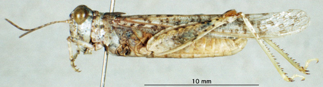 CollectionObject 1543089; 77d70ac9-e44d-474e-ab5c-31dcca2cbb31: male, lateral view (neosyntype). (CollectionObject).