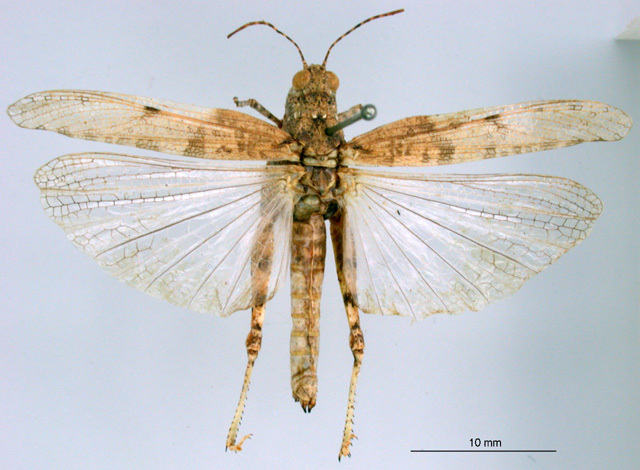 CollectionObject 1530670; 74b3668d-1340-4fa5-a268-5ce5f3a25897: female, dorsal view (syntype). (CollectionObject).