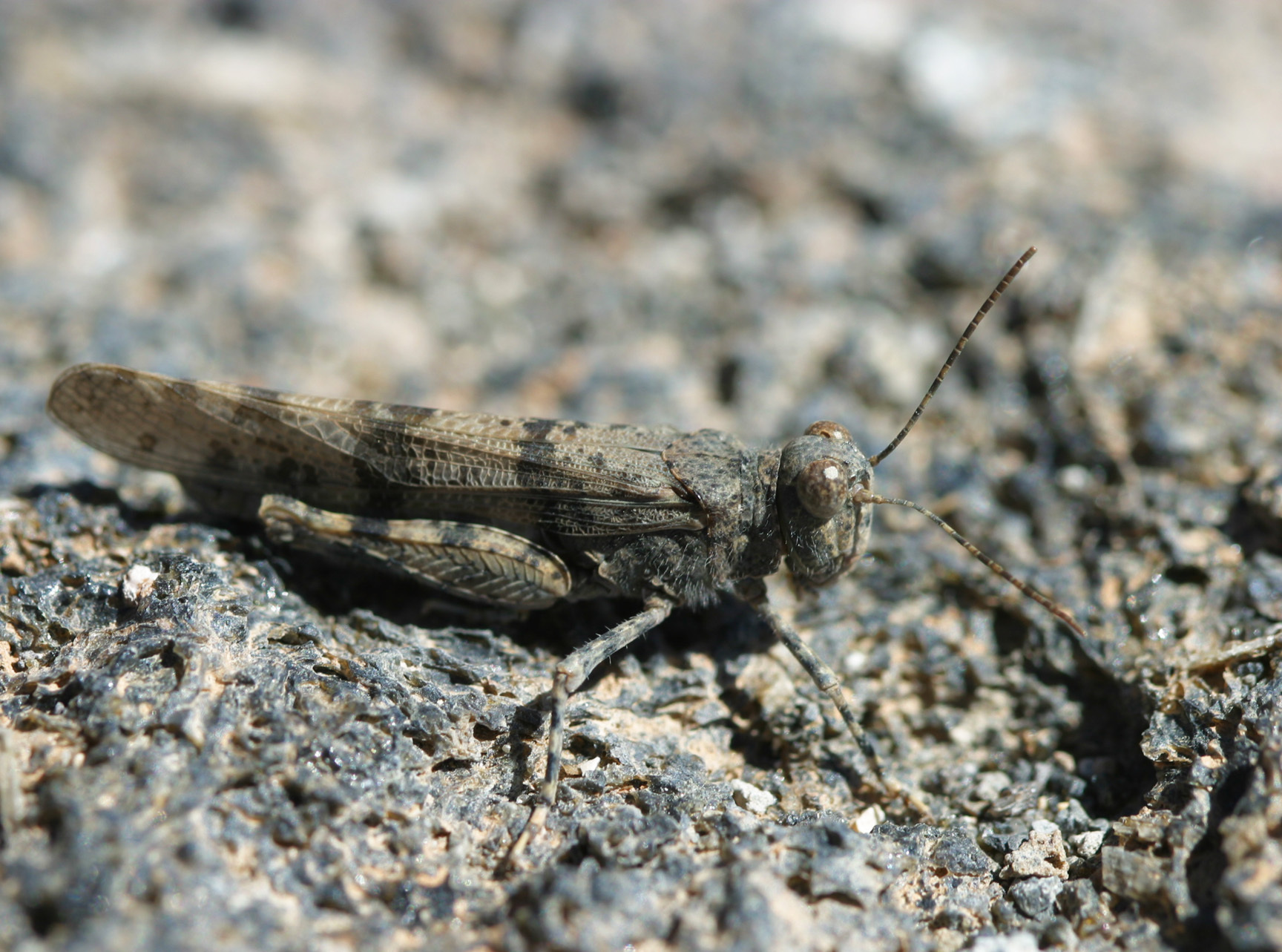 Sphingonotus (Sphingonotus) willemsei Mistshenko, 1937: 2012. individual from Tenerife. (Otu).