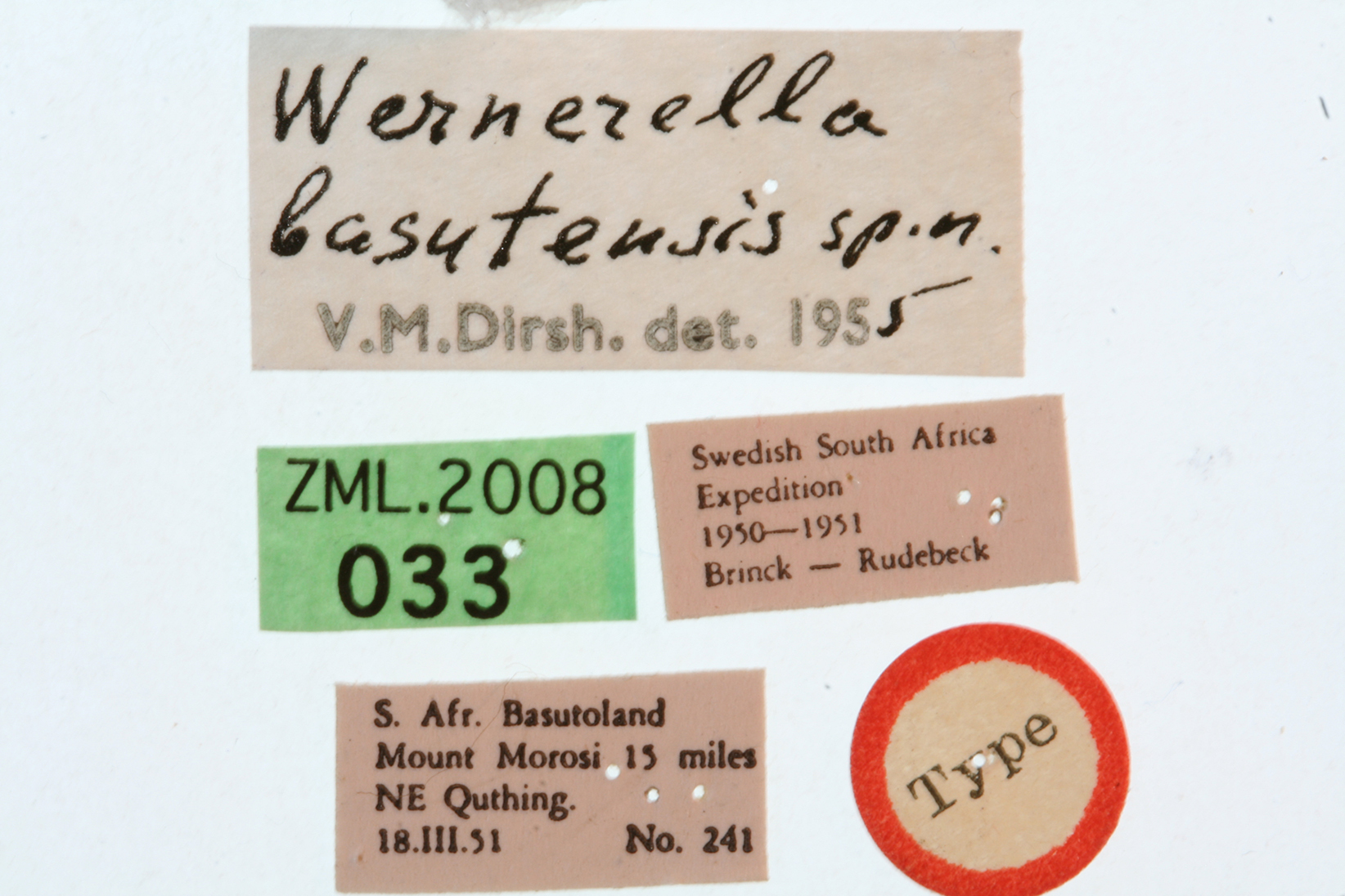 CollectionObject 1536516; b0fb5fe7-2a55-421d-82cd-52d2d9c2b6e4: labels (holotype). (CollectionObject).