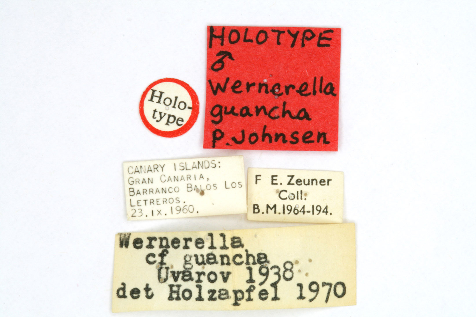 CollectionObject 1519586; 305e1e30-91d1-46c7-8555-e18a0f99e9c1: male, labels (holotype). (CollectionObject).