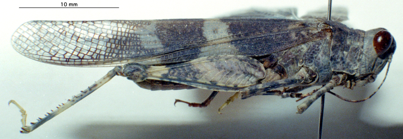 CollectionObject 1537924; 6db9fe6d-868f-4f11-bc7f-5e88280581eb: male, lateral view. (CollectionObject).