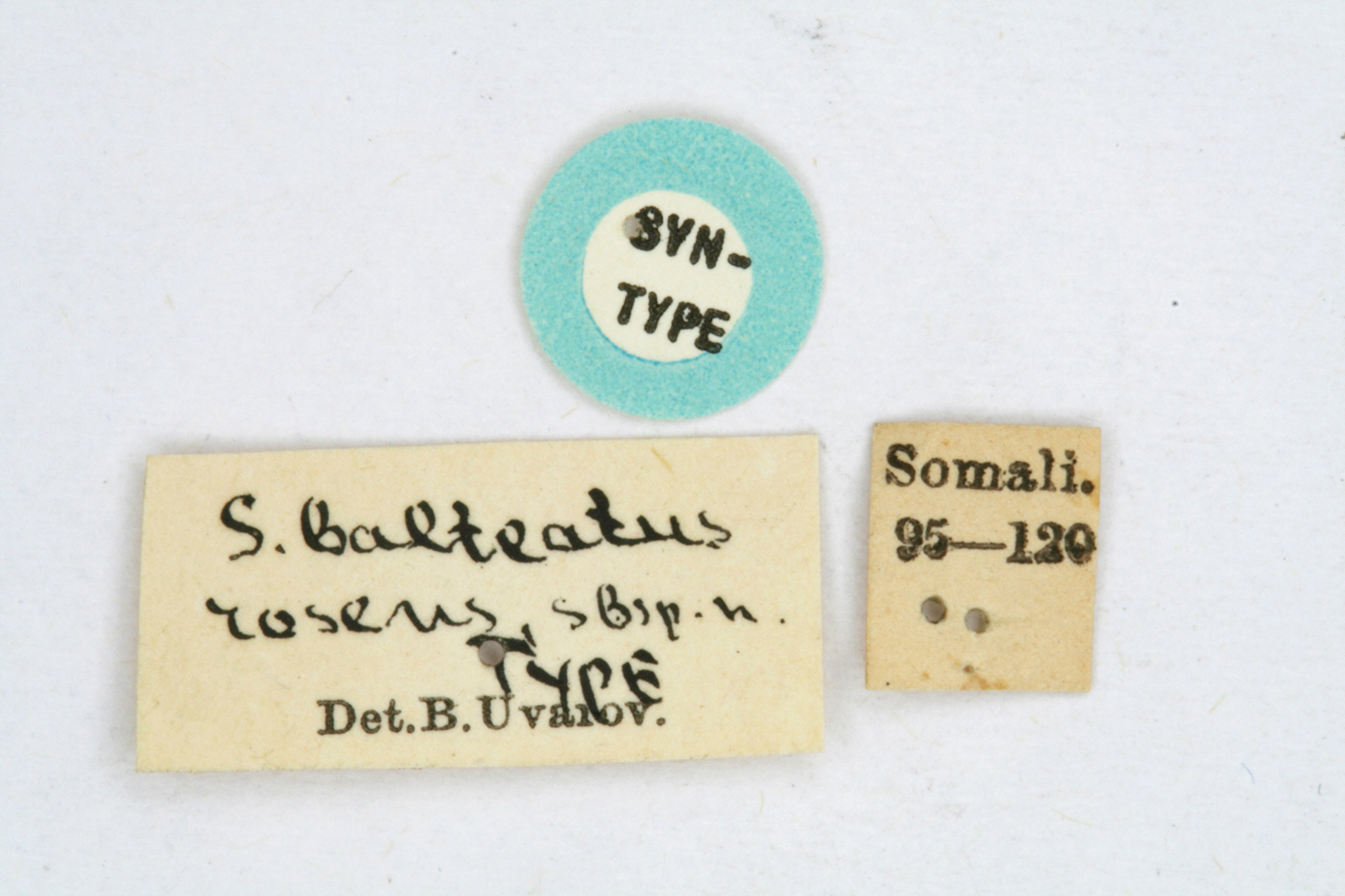 CollectionObject 1518679; f77a89d4-172e-4302-83e3-26a3d94e7d3a: labels (syntype). (CollectionObject).