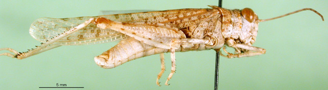 CollectionObject 1502008; 970de505-dc02-4f88-9c78-2b3a11409b86: female, lateral view (paratype). (CollectionObject).