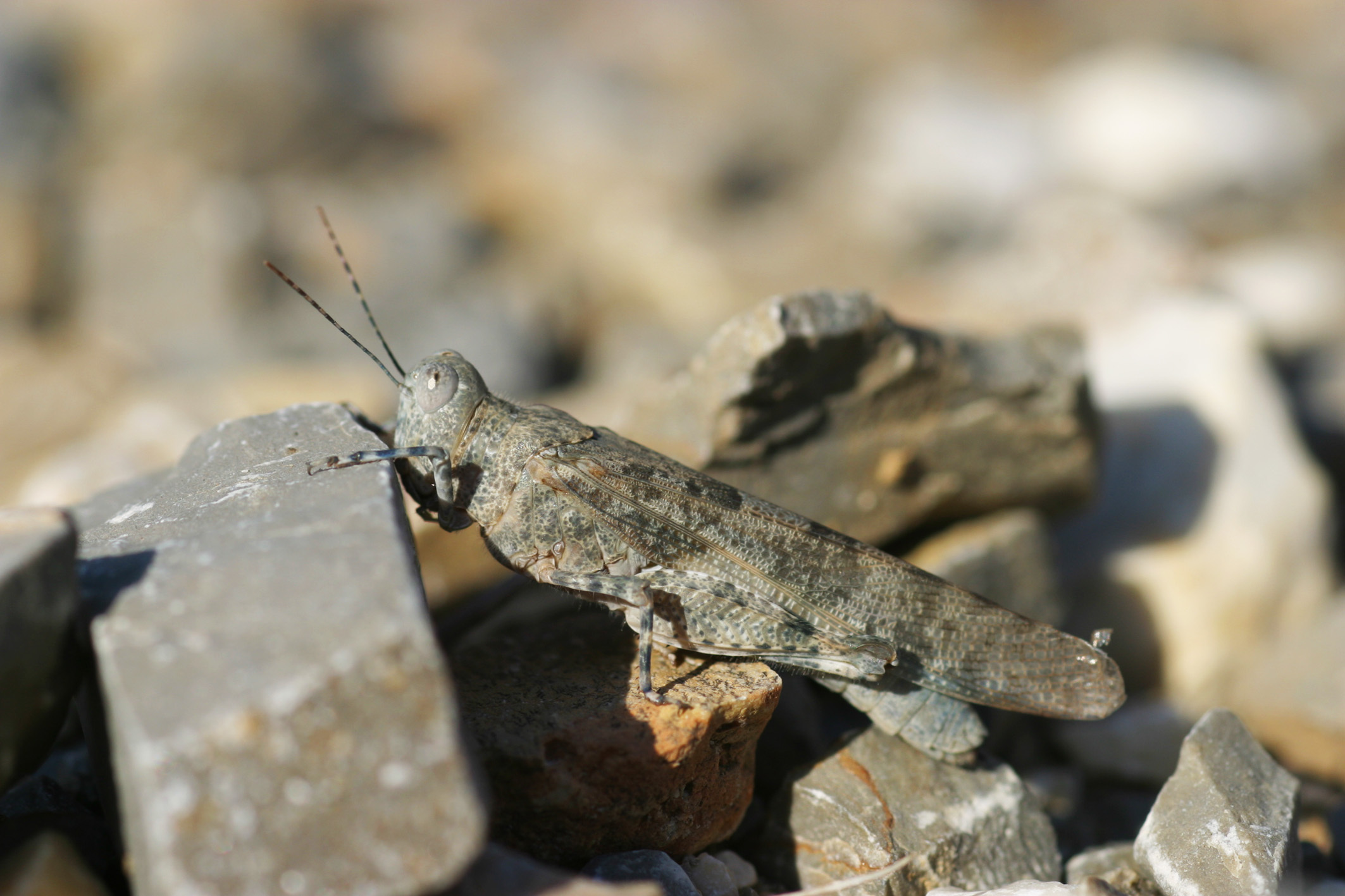 Sphingonotus (Sphingonotus) caerulans caerulans (Linnaeus, 1767): male (Italy, Tuscany, San Guiliano Terme, 2012). (Otu).