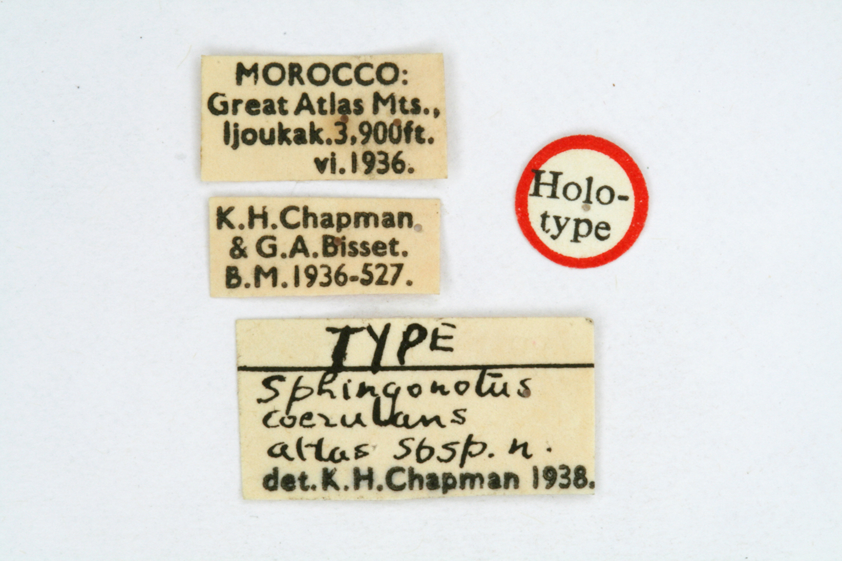 CollectionObject 1518681; 25ca17a2-5f51-4ece-8b8d-b717e36a1341: labels (holotype). (CollectionObject).