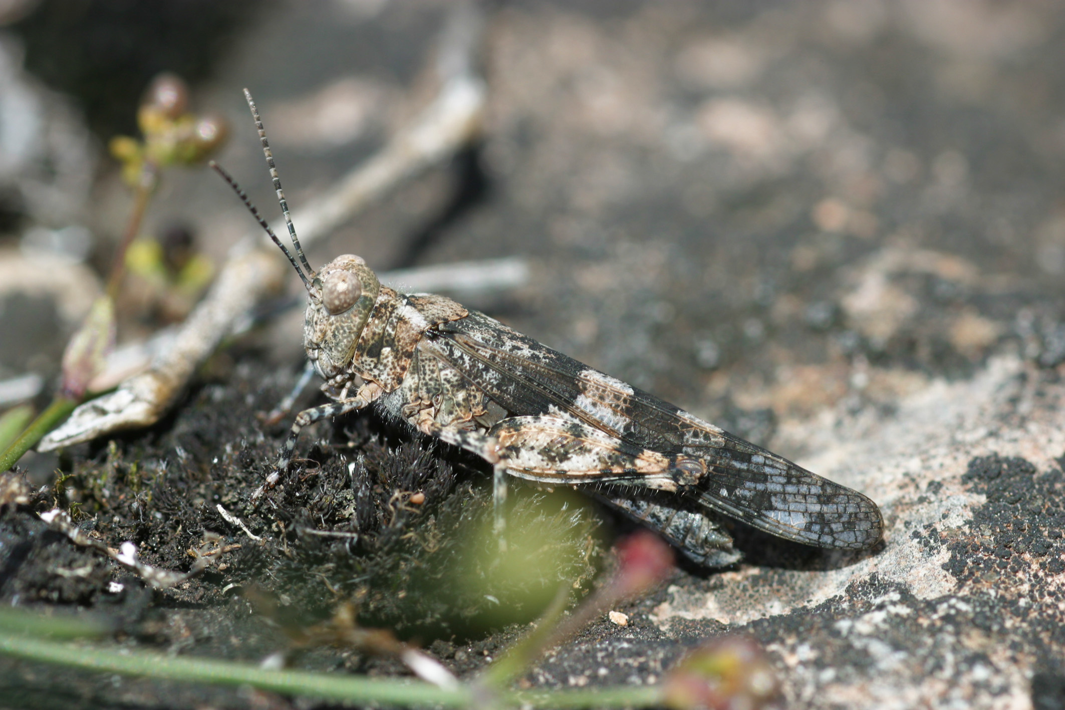 Sphingonotus (Sphingonotus) caerulans cyanopterus (Charpentier, 1825): 2012. male (Öland). (Otu).