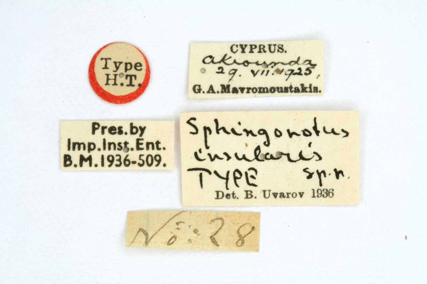 CollectionObject 1518682; 2ce5c37e-890c-4a13-abe7-ea1b15a6bf9d: male, labels (holotype). (CollectionObject).