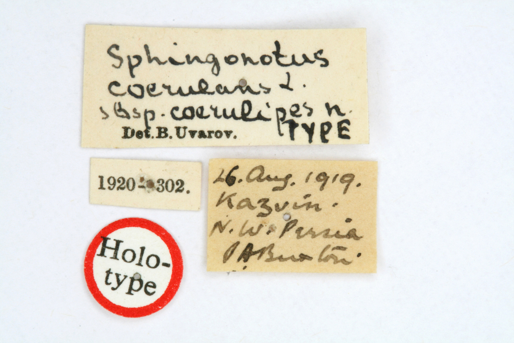 CollectionObject 1518683; de190ec8-bd59-4fa8-8b9d-12ad1334ab52: labels (holotype). (CollectionObject).