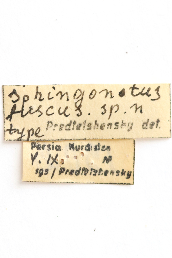 CollectionObject 1583199; afa76060-c252-42f1-8625-593f1291555d: labels (holotype). (CollectionObject).
