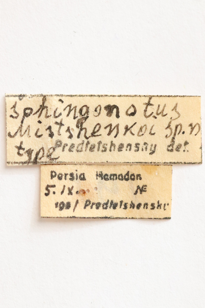 CollectionObject 1528676; fb4f79bc-e492-4328-a398-6e27013d2bfd: labels (holotype). (CollectionObject).