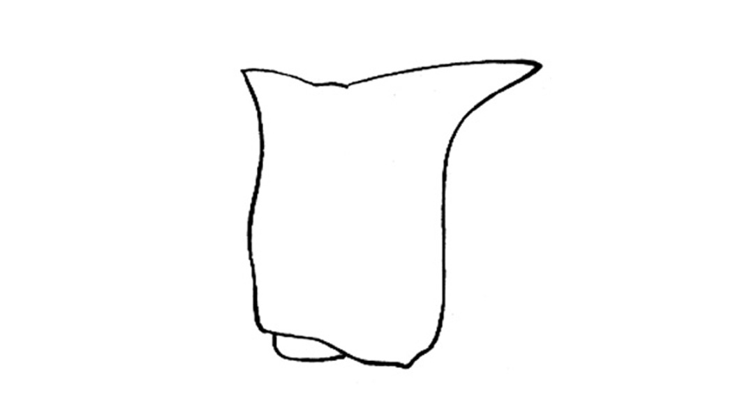 Sphingonotus (Sphingonotus) haitiensis (Saussure, 1861): Fig. 47A. profile of pronotum (Haiti). (Otu).