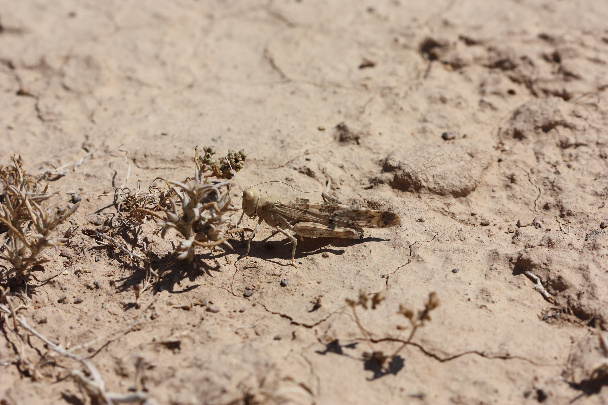 Sphingonotus (Sphingonotus) satrapes satrapes Saussure, 1884: female (Iran, 2017). (Otu).