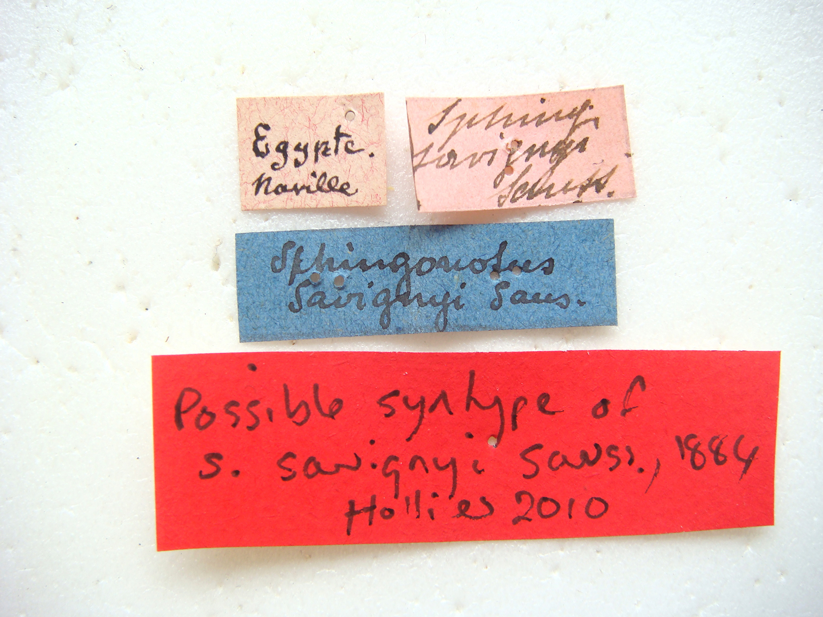 CollectionObject 1506236; e9839462-0f3d-4b5c-abc0-764c734a925a: labels (syntype). (CollectionObject).