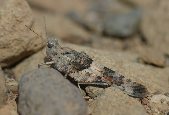 Sphingonotus (Sphingonotus) savignyi savignyi Saussure, 1884: individual from Tenerife. (Otu).