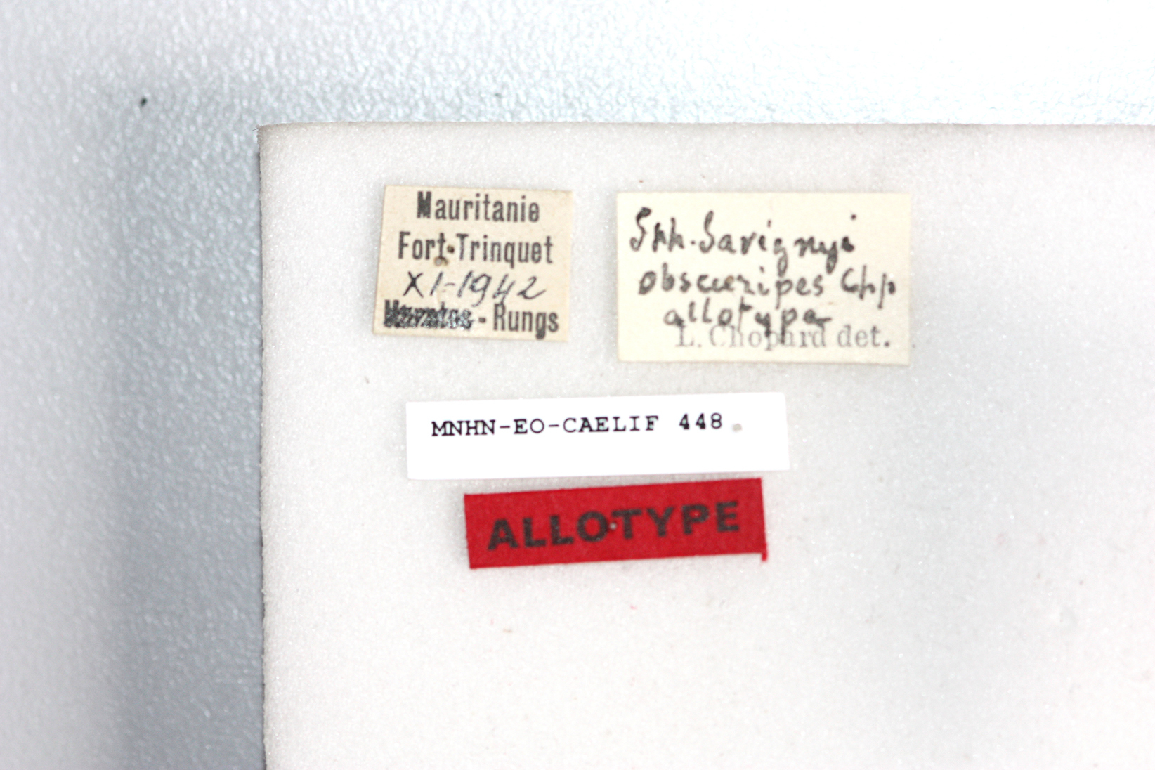 CollectionObject 1581197; 4af7960d-8e58-43c5-a051-f431192a754d: female, labels (allotype). (CollectionObject).