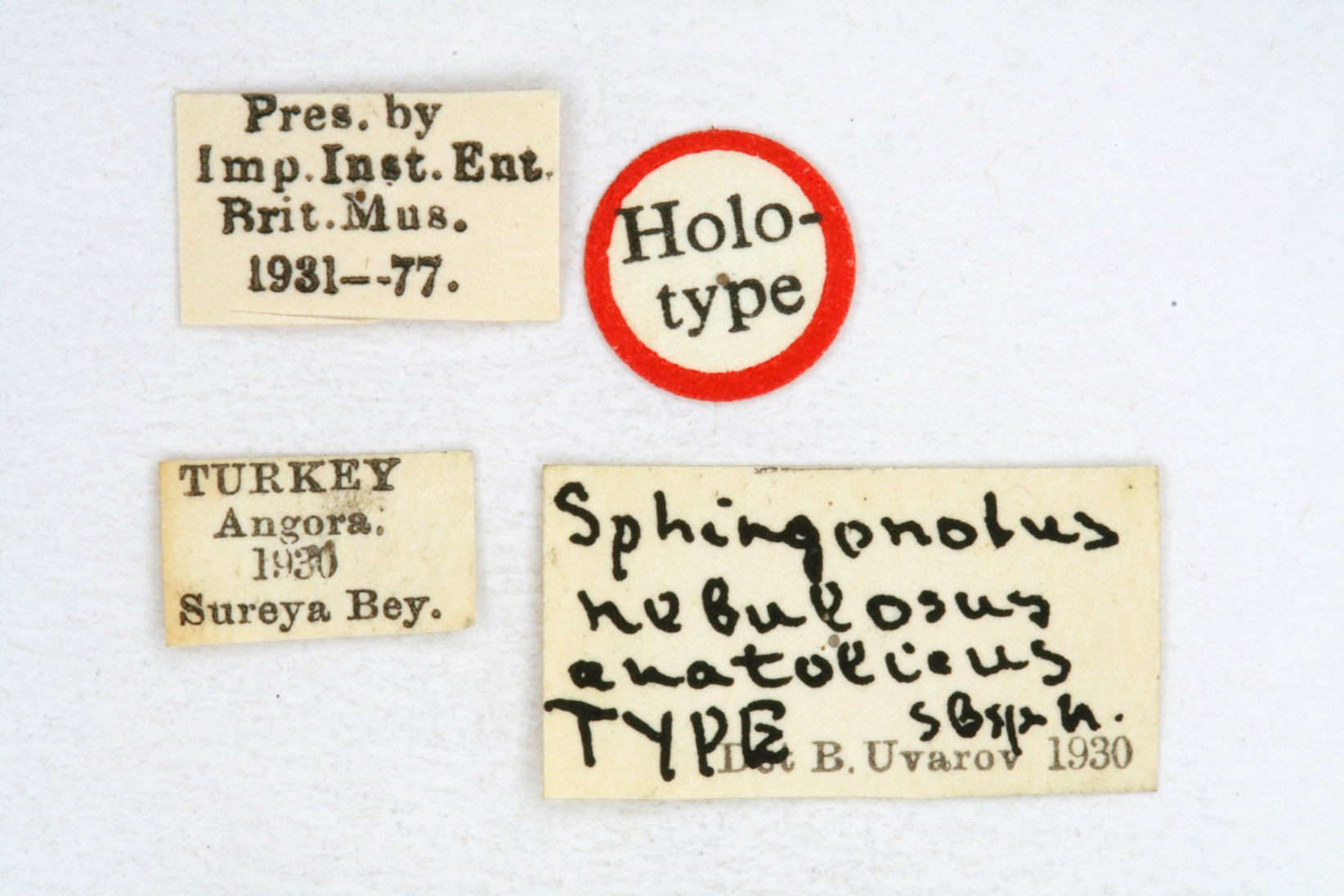 CollectionObject 1581193; 362261e3-6d0a-4229-8924-cc1c2c08e468: labels (holotype). (CollectionObject).