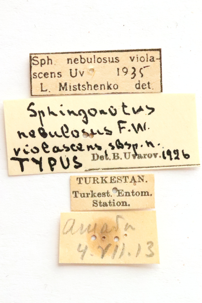 CollectionObject 1948630; 721ccb13-b95e-445d-ade1-59364eabbc6a: labels (holotype). (CollectionObject).