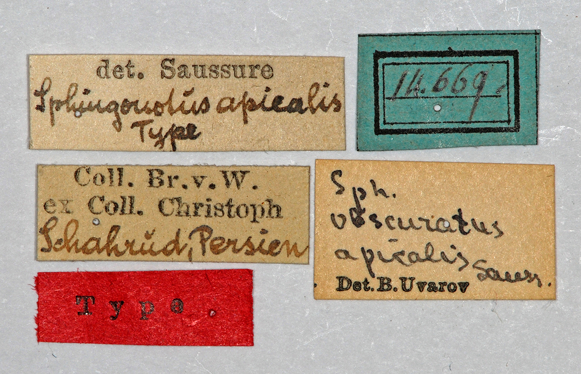 CollectionObject 1532758; 941f760e-a1d2-4705-8d85-e1b500e0a14b: labels (holotype). (CollectionObject).