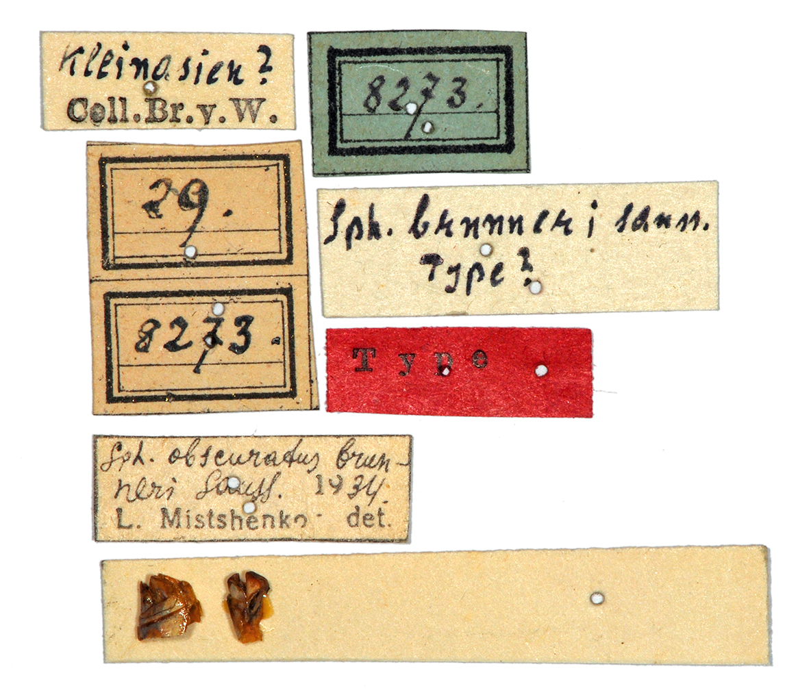 CollectionObject 1532759; dca54bc6-9809-4c5d-bbad-0fa0acae8f90: labels (holotype). (CollectionObject).