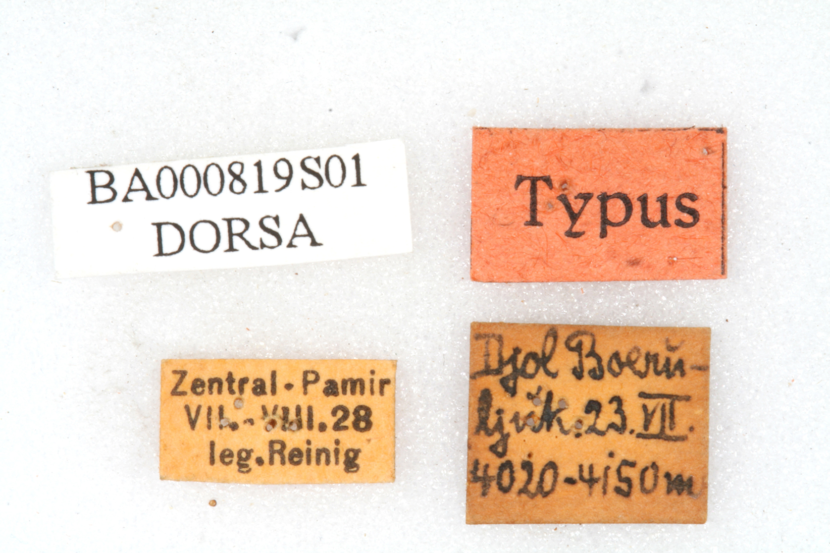 CollectionObject 1501139; 6485ed7d-cd21-456f-82c1-5092ac307d17: labels (holotype). (CollectionObject).