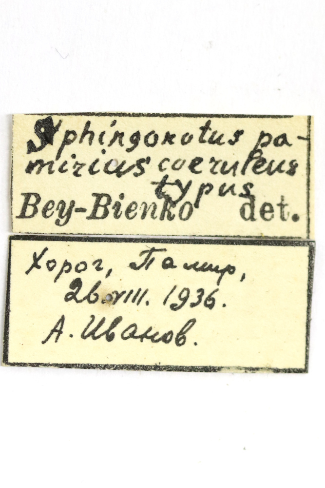 CollectionObject 1528680; 92447c8e-66f3-49dd-9848-88ab28dac3ab: labels (holotype). (CollectionObject).