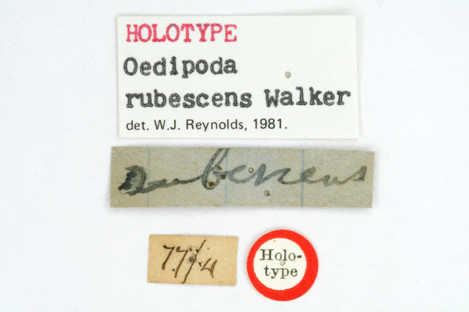 CollectionObject 1534316; f25a5ff8-4741-48ed-a274-b152910afe8b: labels (holotype). (CollectionObject).
