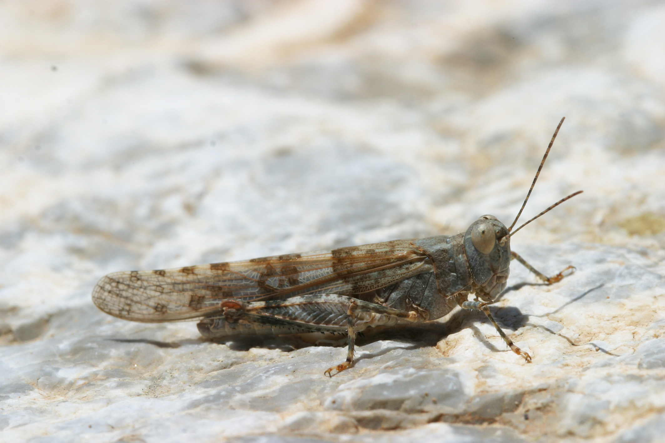 Sphingonotus (Sphingonotus) rubescens rubescens (Walker, 1870): 2012. individual friom Kreta. (Otu).