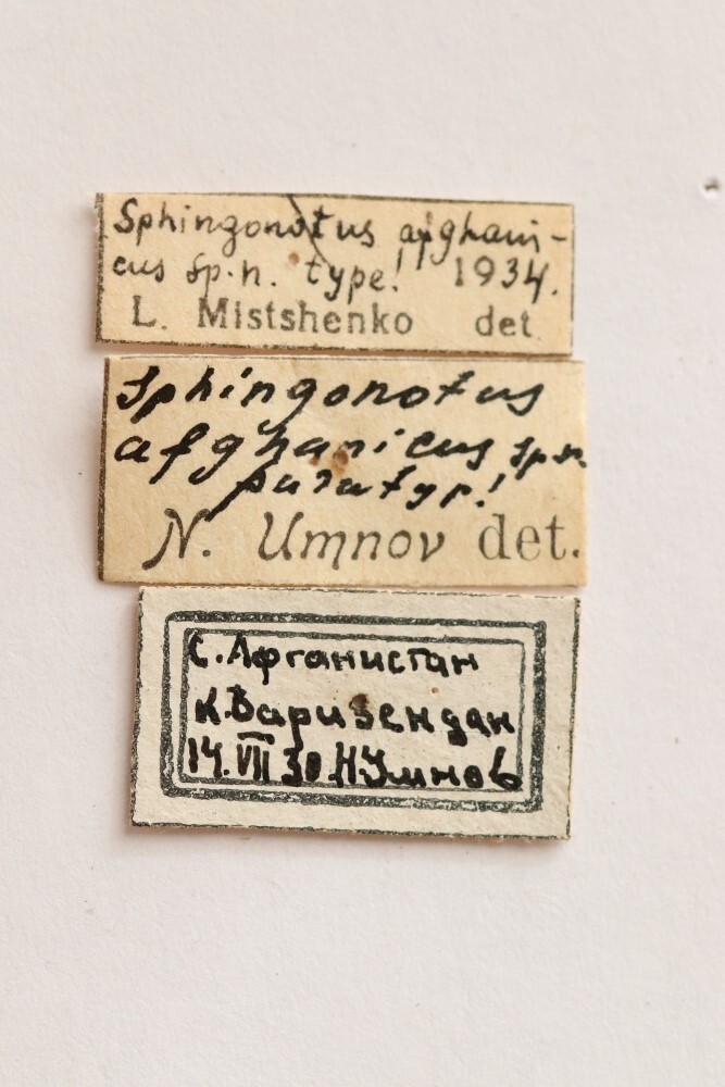 CollectionObject 1528682; e29310b3-0fc4-4ece-81ba-25d76ba007c2: labels (holotype). (CollectionObject).