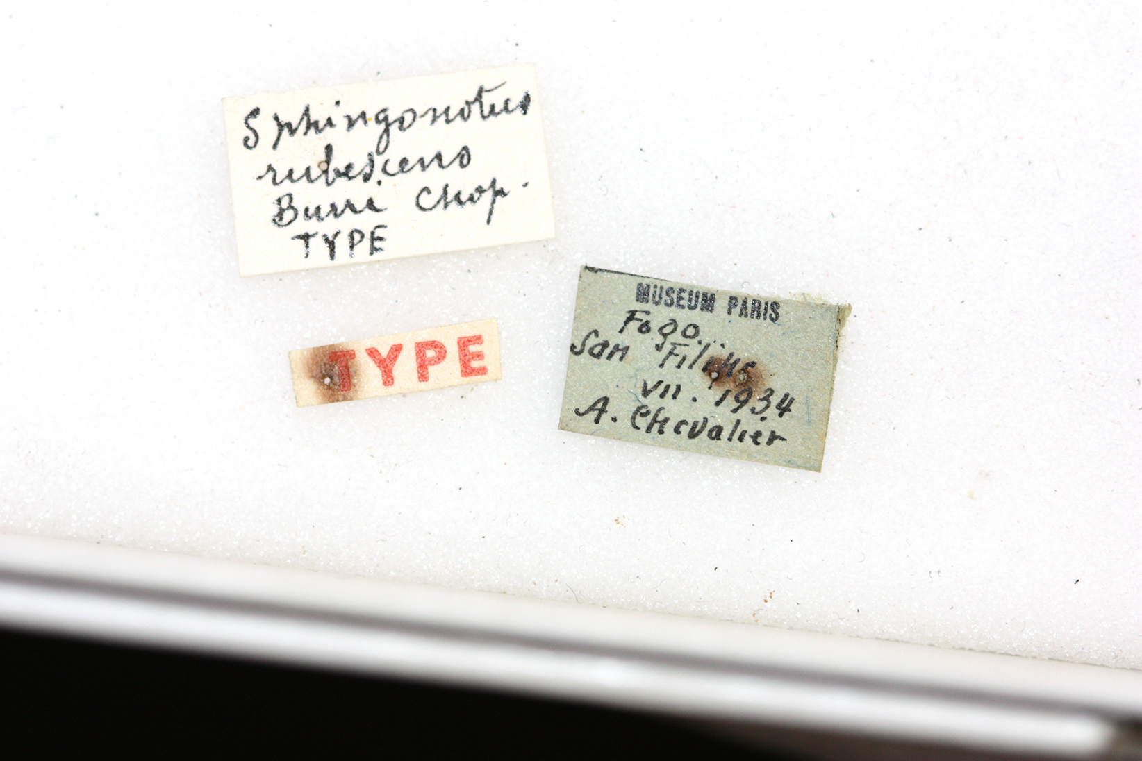 CollectionObject 1540909; bef08a1b-1fd6-4237-9991-3c429a6d84ea: labels (syntype). (CollectionObject).