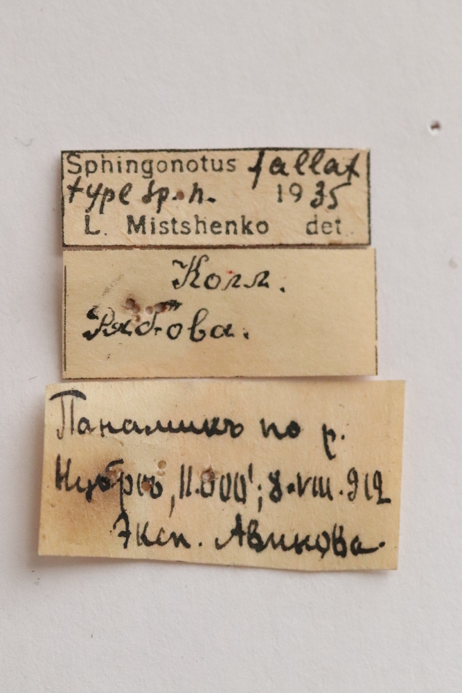 CollectionObject 1528769; 0180dee8-0206-48dc-9277-94d3e990b69c: labels (holotype). (CollectionObject).