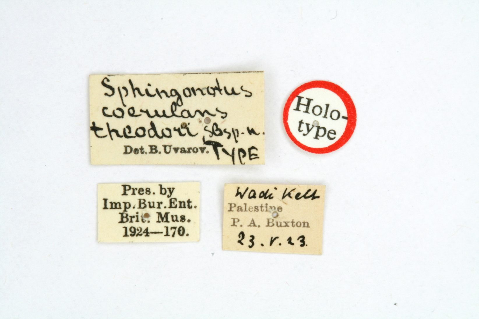 CollectionObject 1518686; beab4c77-2c17-471e-b528-806293efdfab: labels (holotype). (CollectionObject).