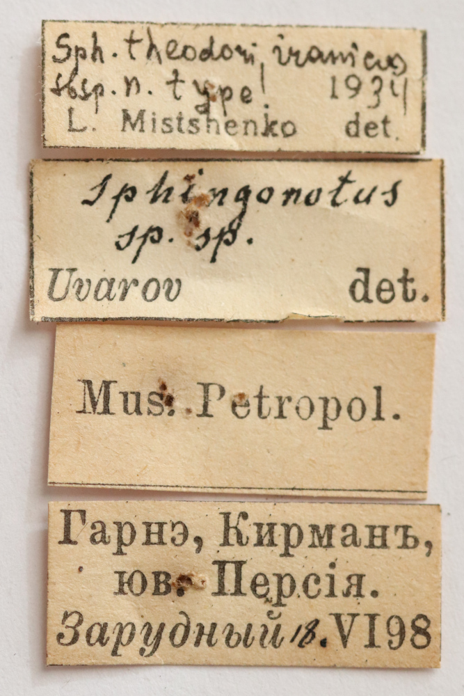 CollectionObject 1528684; 05b5e615-8486-4909-9f4b-34b32311f74b: labels (holotype). (CollectionObject).