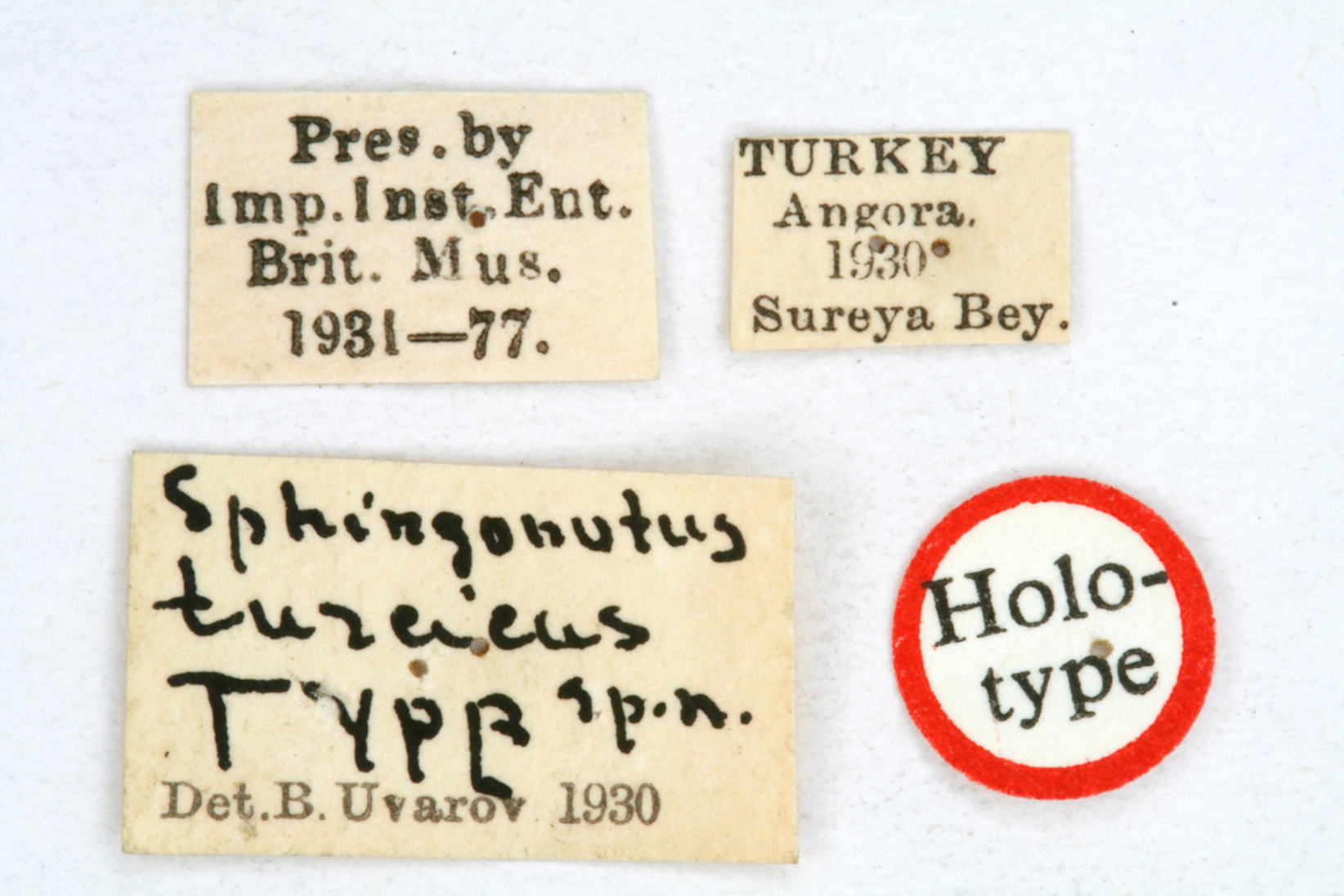CollectionObject 1518687; 44bde846-5fa7-4860-b14e-58f8576a5fd9: labels (holotype). (CollectionObject).