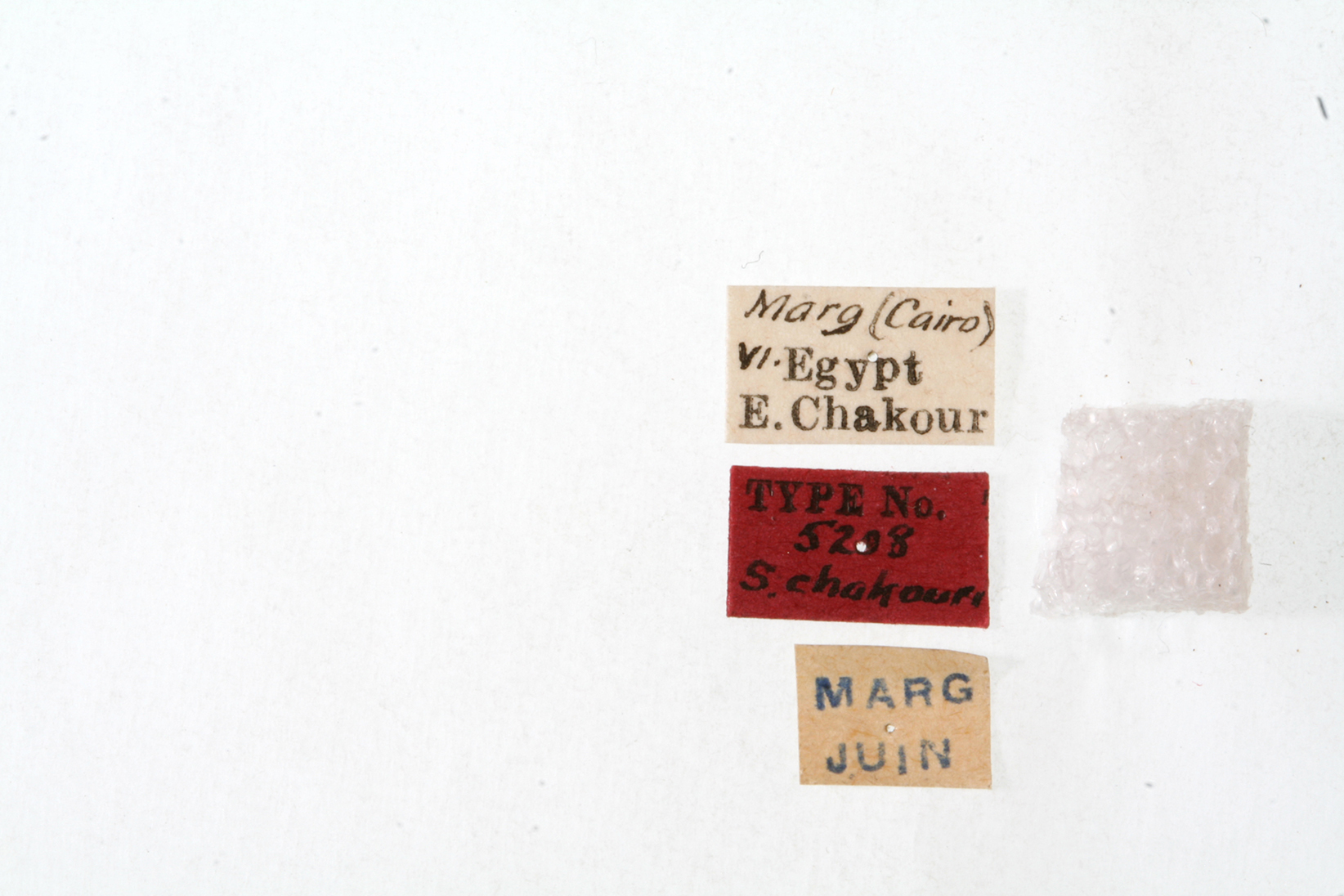 CollectionObject 1523939; 62852f29-0bca-49b3-b55f-bb2e2af2794c: labels (holotype of Sphingonotus chakouri). (CollectionObject).